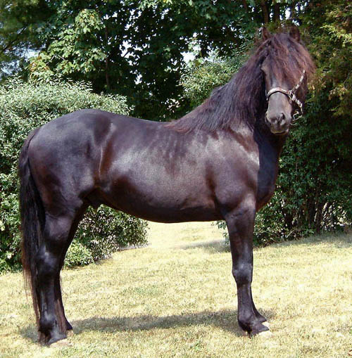 PONEI NEWFOUNDLAND